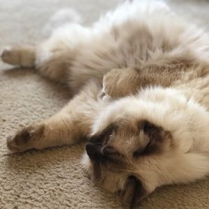 Meet Mr. Fitz, my furry friend